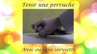 Soins TENIR UNE PERRUCHE  Avec les mains  Chiffon  Filet [upl. by Oberstone]