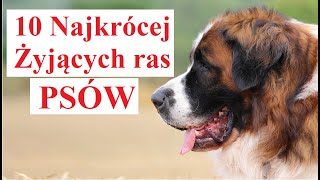 10 Najkrócej Żyjących ras PSÓW [upl. by Nevi]