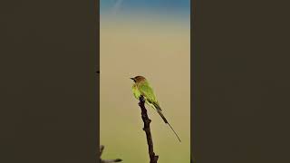 Merops Green Bee Eater birds wildlife photography [upl. by Notslah]