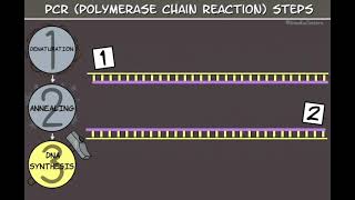 Técnica de reacción en cadena de la polimerasa PCR [upl. by Crescin]