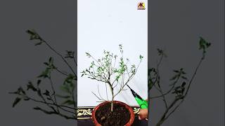 How to collect Bonsai tree 🌳🎄💥 shorts ytshorts bonsai [upl. by Assirim824]