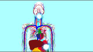 DIGESTIVE ENZYMES LIPASES 1 [upl. by Petunia710]