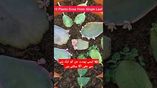 10 plants grown from leavesWhich plant can be grown from leaves plants grown from single Leafshort [upl. by Anevad]