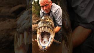 Goliath Tigerfish The River Monster with RazorSharp Teethytshorts trending viralwildlifewild [upl. by Tammara]