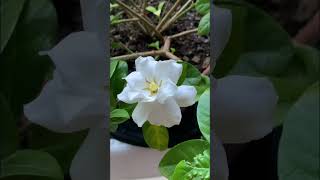 Growing Gardenia Veitchii Indoor 🪴 Blooms🌼 [upl. by Dasi672]