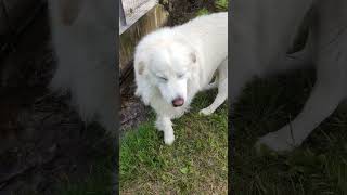 Pastore Maremmano Abruzzese italiano dog italy nature reels donaston19 happy [upl. by Amalia]