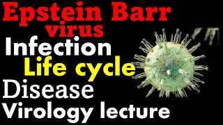 Epstein Barr virus EBV  infection symptoms and life cycle [upl. by Simaj]