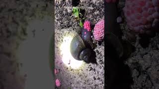 Snail is laying eggs [upl. by Tamarra29]