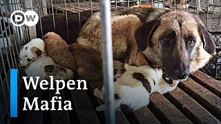 Welpenmafia Das Geschäft mit dem Hund  DW Reporter [upl. by Theresina]