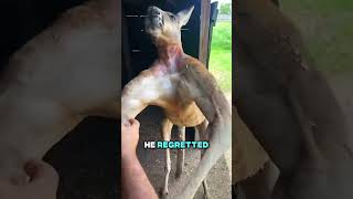 Ever Seen A Ripped Kangaroo🦘jayprehistoricpets [upl. by Eshman]