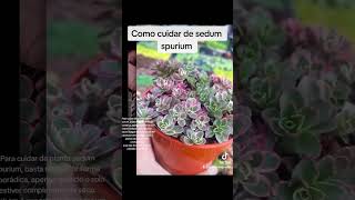 como cuidar de sedum spurium [upl. by Schweitzer]