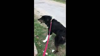 Karakachan dog aggression  агресията на каракачанската овчарка [upl. by Raquela]