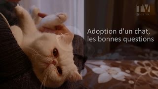 Adoption un chat quelles questions se poser [upl. by Azenav686]