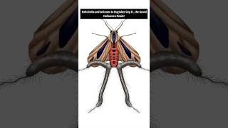 Day 31 Creatonotos Gangis Baphomet Moth Order  Lepidoptera moths bugtober inktober [upl. by Cini422]