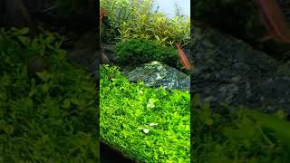 Natural Style aquascape plantedtank freshwateraquarium rasbora hobi hobby aquarium [upl. by Jerrie380]