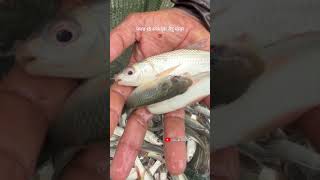 Small Fish relief in pond short trending fishing fish [upl. by Meuser629]