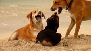 dogs playing at the beach in Negril Jamaica 2010 [upl. by Hoxie549]