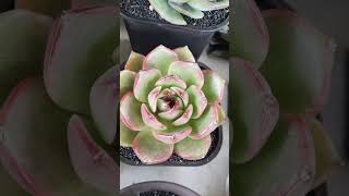 Agavoides succulentslover echeveria suculentaslove suculentas succulent [upl. by Elletse]