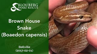 Brown House Snake near Bellville Cape Town Western Cape South Africa 20170201 [upl. by Maynord]