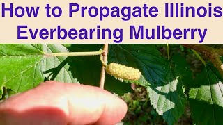 How to Propagate Illinois Everbearing Mulberry [upl. by Anitnelav]