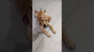 M to bahoot cute hun🤣🤣🫣😜 labrador cute puppy shorts trending ytshorts viralshorts [upl. by Alphonso]