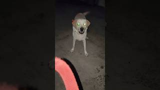 Zoey labrador shorts ytshots funnypets doglover cute funny 🦮🤦🙆🙄🤨😂🤣🤣🤣🤣 [upl. by Karney]