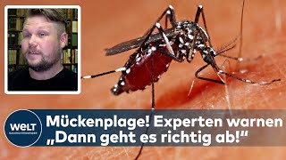 DEUTSCHLAND Asiatische Tigermücke Experten befürchten Mückenplage  quotDann geht es richtig abquot [upl. by Elem]