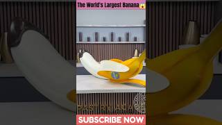 The Worlds Largest Banana🍌😱ytshorts shortfeed youtubeshorts unitedstates [upl. by Longley]