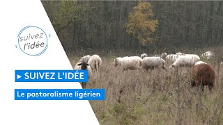 Suivez lidée  le pastoralisme ligérien une solution bénéfique pour les espaces naturels [upl. by Caty507]