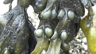 Braunalgen Gemeiner Blasentang Fucus vesiculosus Ein Video von KLAUS TAUX [upl. by Ecinwahs]