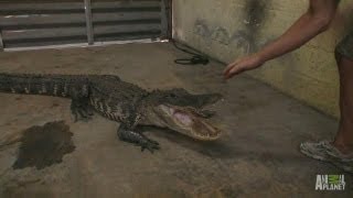 Gator in the Garage  Gator Boys [upl. by Draned]