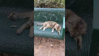 Мохнатая кошка на скамейке в дырочку 😹 Смешные коты 😻 Shaggy cat relaxing on bench 😸 Funny cats meme [upl. by Whetstone]