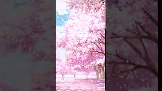 cherryblossom 01 Animated [upl. by Roane]