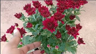 Guldaudi plant care amp Flowering Fertilizer  Chrysanthemum [upl. by Soane]