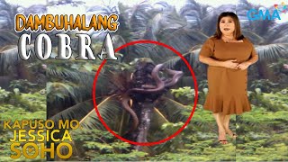 Kapuso Mo Jessica Soho  DAMBUHALANG COBRA NAHULI SA PANGGASINAN  kmjs  kmjs latest episode [upl. by Munafo]