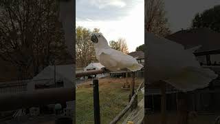 Nemo the Cockatoo Preening Time Before Bed on the Patio backyard birds parrot preening [upl. by Ranger87]