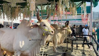 Cattle Expo Chittagong 2024  Biggest Cow In Bangladesh  ​⁠Saara Agro Farm Chittagong  Mahir Shah [upl. by Itsrejk]