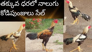 sale4Kodi punjulu sale 4 పుంజులు సేల్viralvideo [upl. by Eekram615]