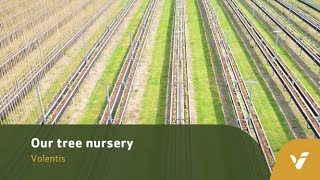 Our tree nursery  Volentis [upl. by Wilsey]