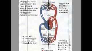 Bird Circulatory System [upl. by Jaycee998]