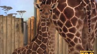 Baby Giraffe Born at Brookfield Zoo بچه زرافه متولد شده در باغ وحش بروکفیلد Done [upl. by Ytsirhk]