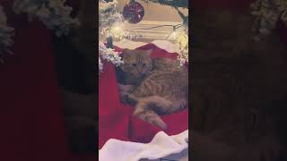 Holiday vibing 🌲cat christmas onedirection cute catshorts catvideos fypシ゚viral fy shorts [upl. by Attezi560]