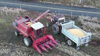 International Harvester 1420 Combine at work in western PA [upl. by Hgielrebma]