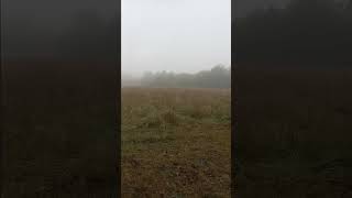 early autumn meditation quotMonumentquot forest mountains shorts meadow [upl. by Taft]