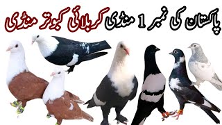 Karbalai kabootar Mandi District Dera Ghazi Karbalai pigeon Punjab Mandi Kabutar Market [upl. by Neila]