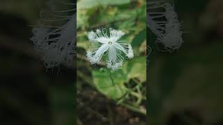 চিচিঙ্গা ফুলSnake gourdTrichosanthes cucumerina nature love beautiful amazing beauty food [upl. by Korff]