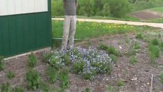 Jacobs Ladder Polemonium reptans and Midland Shooting Star Dodecatheon meadia [upl. by Nosnor]