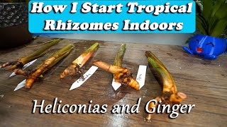 Starting Tropical Plant Rhizomes Indoors  Heliconias and Gingers [upl. by Kcirdek]