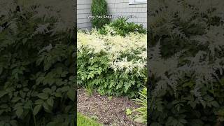 Deerresistant and shade loving perennial to plant in your garden for color astilbe [upl. by Aramanta]