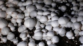 How to grow your own Mushrooms at home [upl. by Tipton]